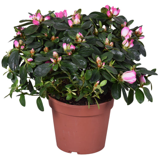 Rhododendron simsii Hülsten 30cm 14cm Pot