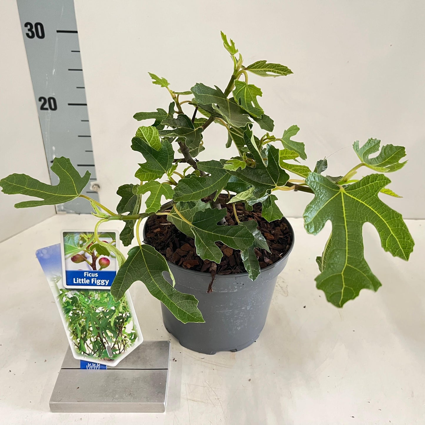 ficus-carica-fig-little-miss-figgy-30cm-17cm-pot