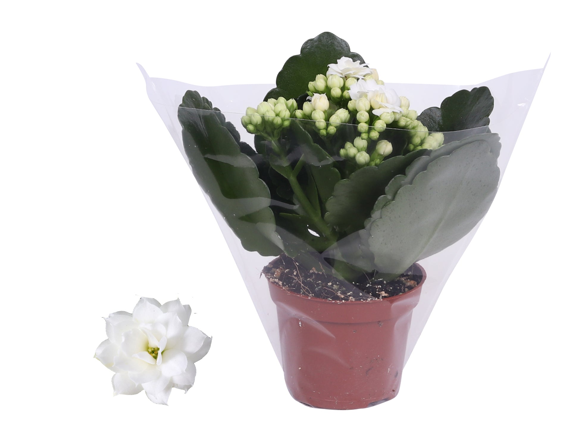 Kalanchoe Rosalina Don Dione 12cm 6cm Pot