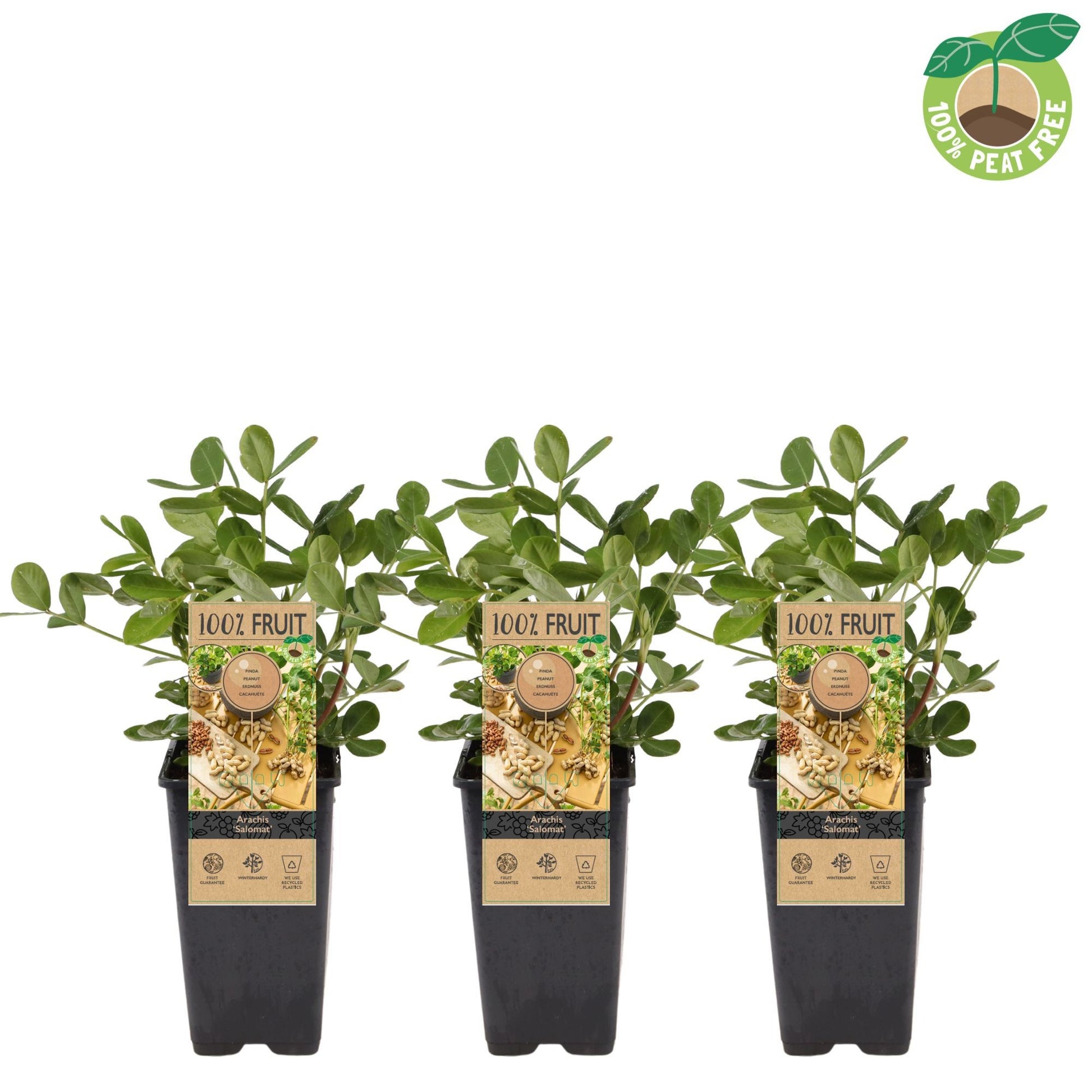 Arachis hypogaea 20cm 15cm Pot