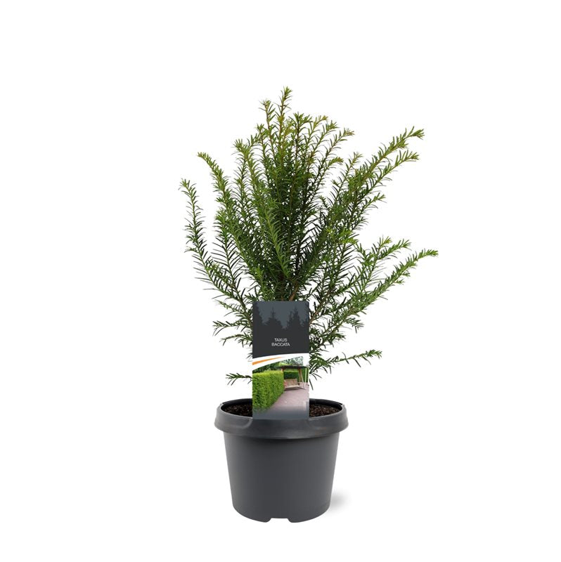 Taxus baccata 40cm 19cm Pot