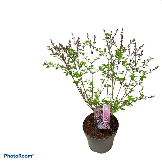 Syringa meyeri Palibin 50cm 19cm Pot