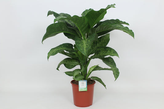 Dieffenbachia Memoria Corsii 90cm 24cm Pot