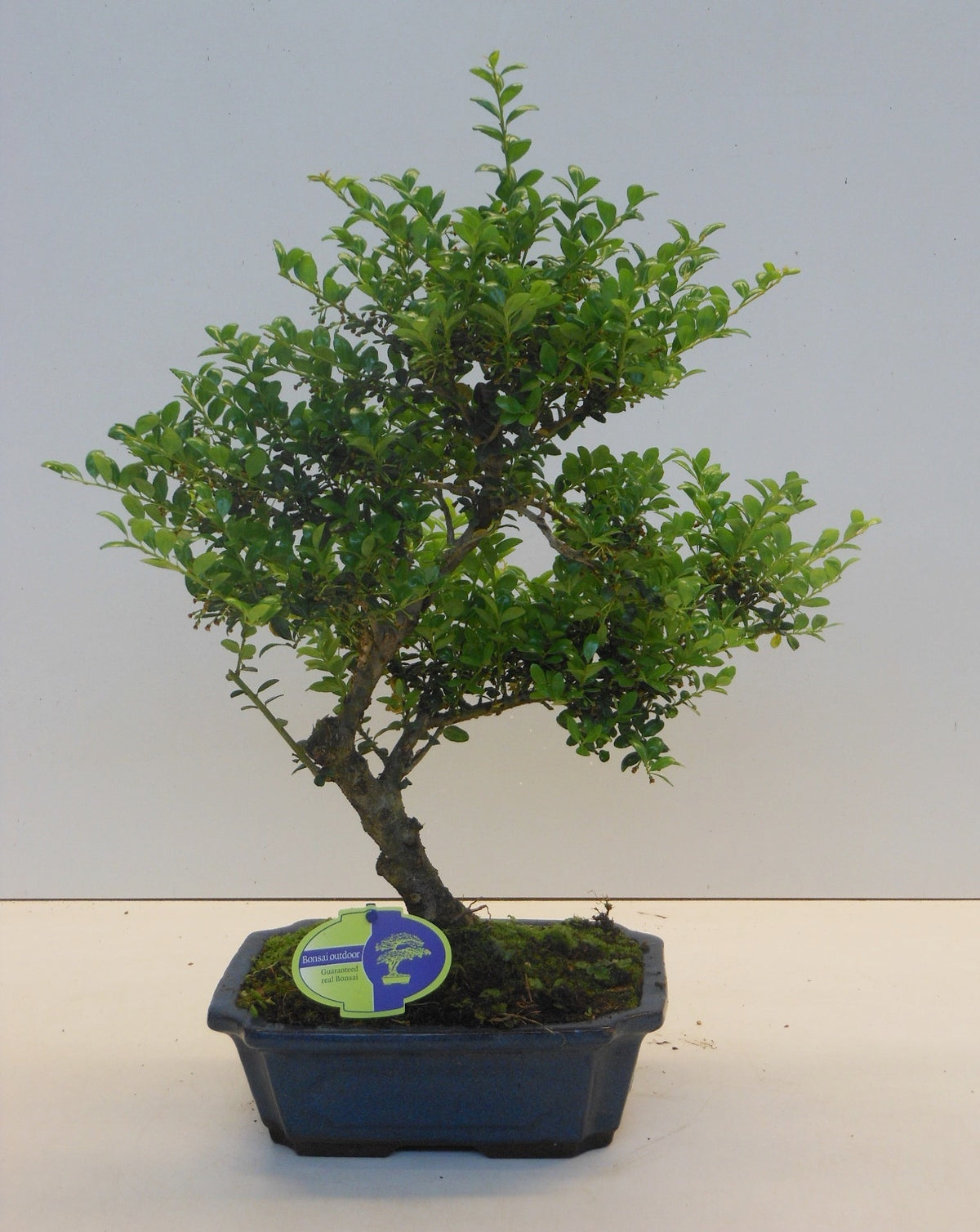 Ilex crenata 40cm 24cm Pot