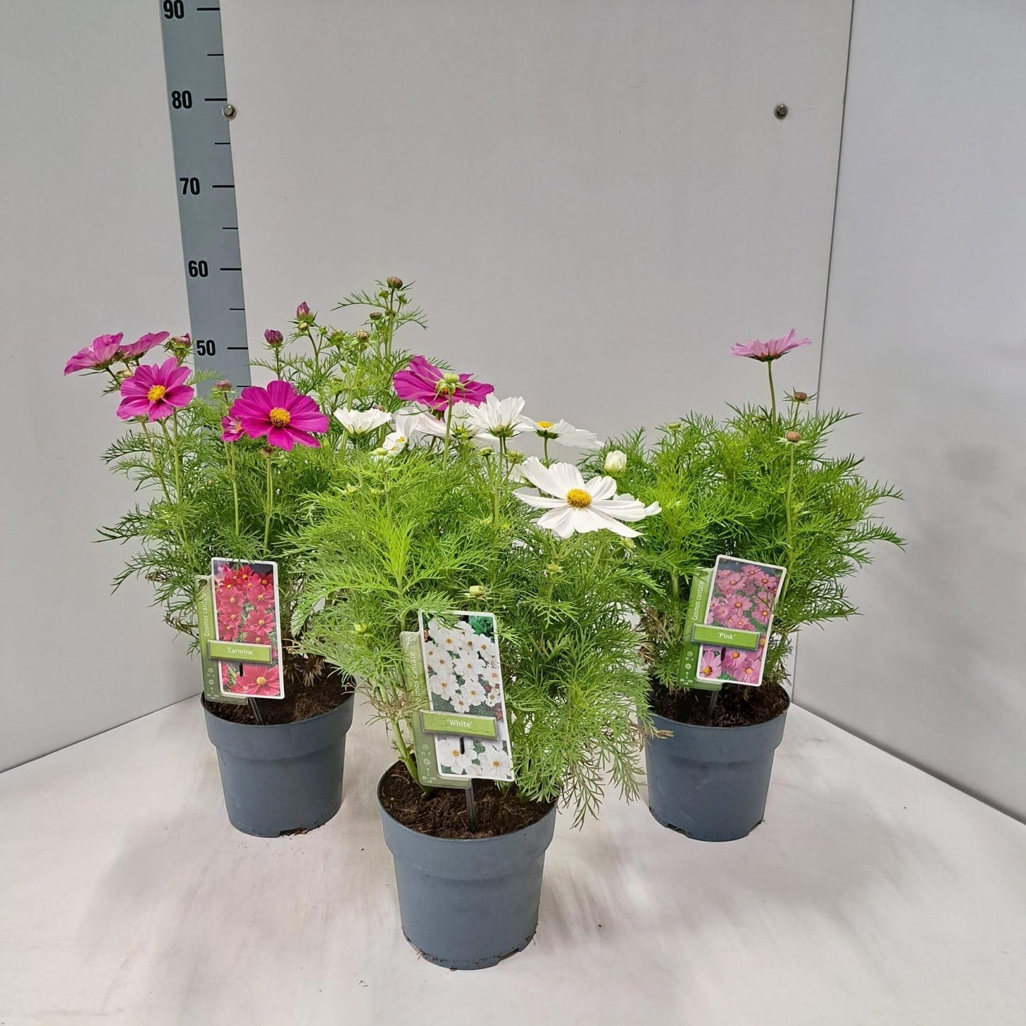 Cosmos mix 50cm 17cm Pot