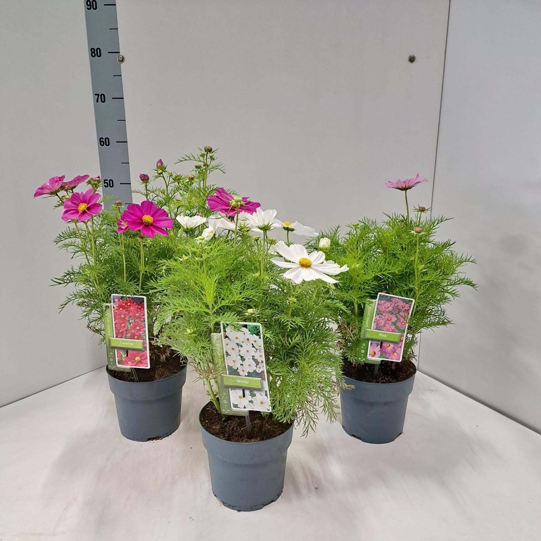 Cosmos mix 50cm 17cm Pot