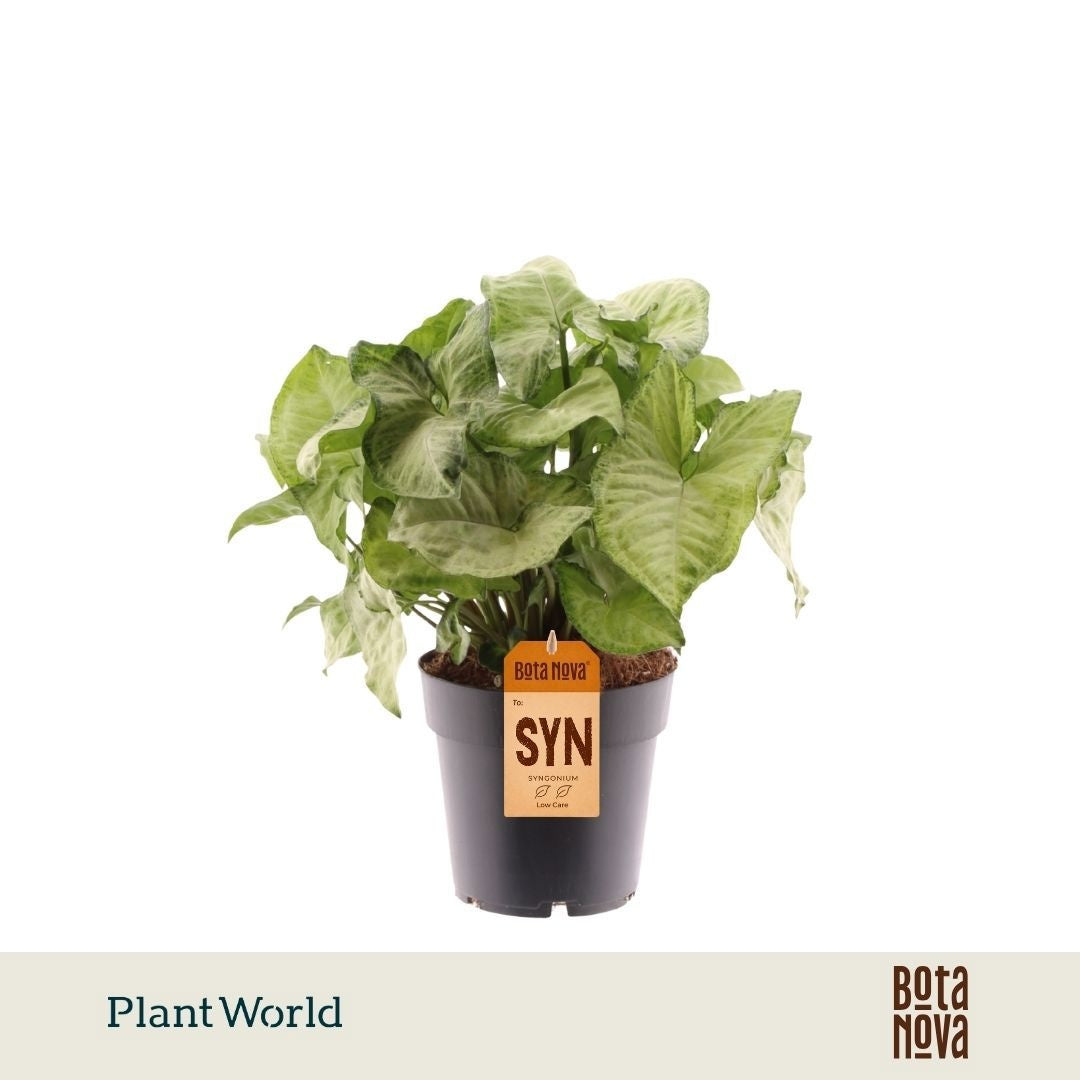 Syngonium White Butterfly 30cm 14cm Pot