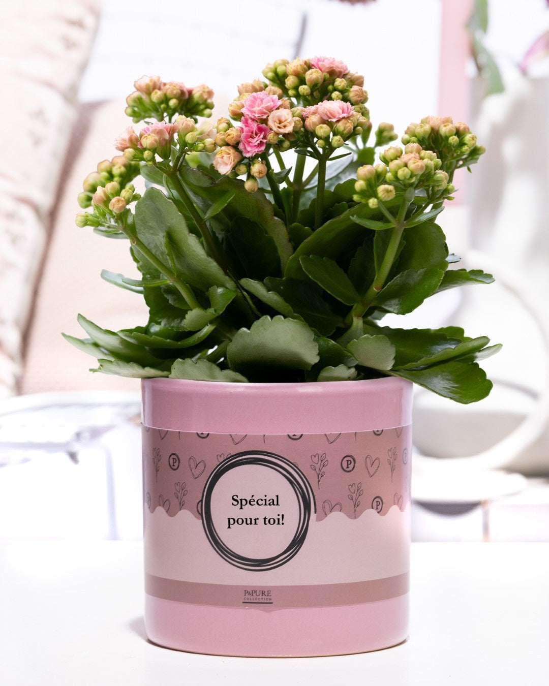 Kalanchoe Rosalina Don Alano 27cm 12cm Pot