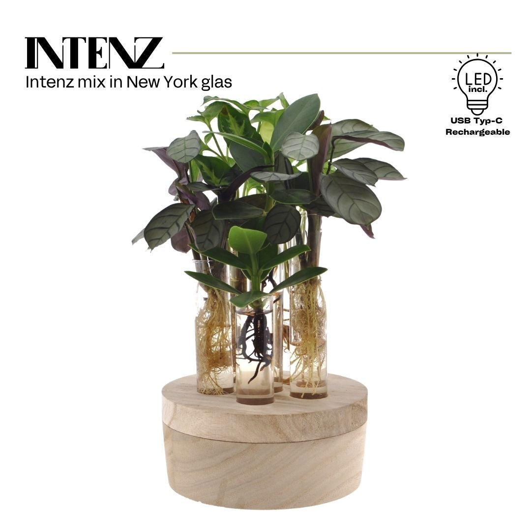 VDE plant BV Foliage houseplants mix Pack of 4
