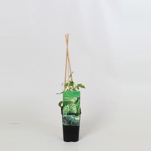 Humulus lupulus (hop) 60cm 14cm Pot