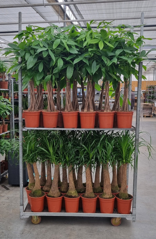Foliage houseplants mix 75cm 21cm Pot