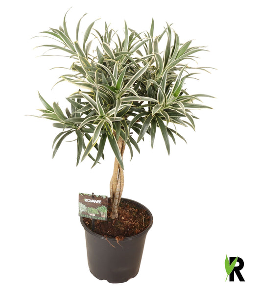 Dracaena reflexa 70cm 19cm Pot