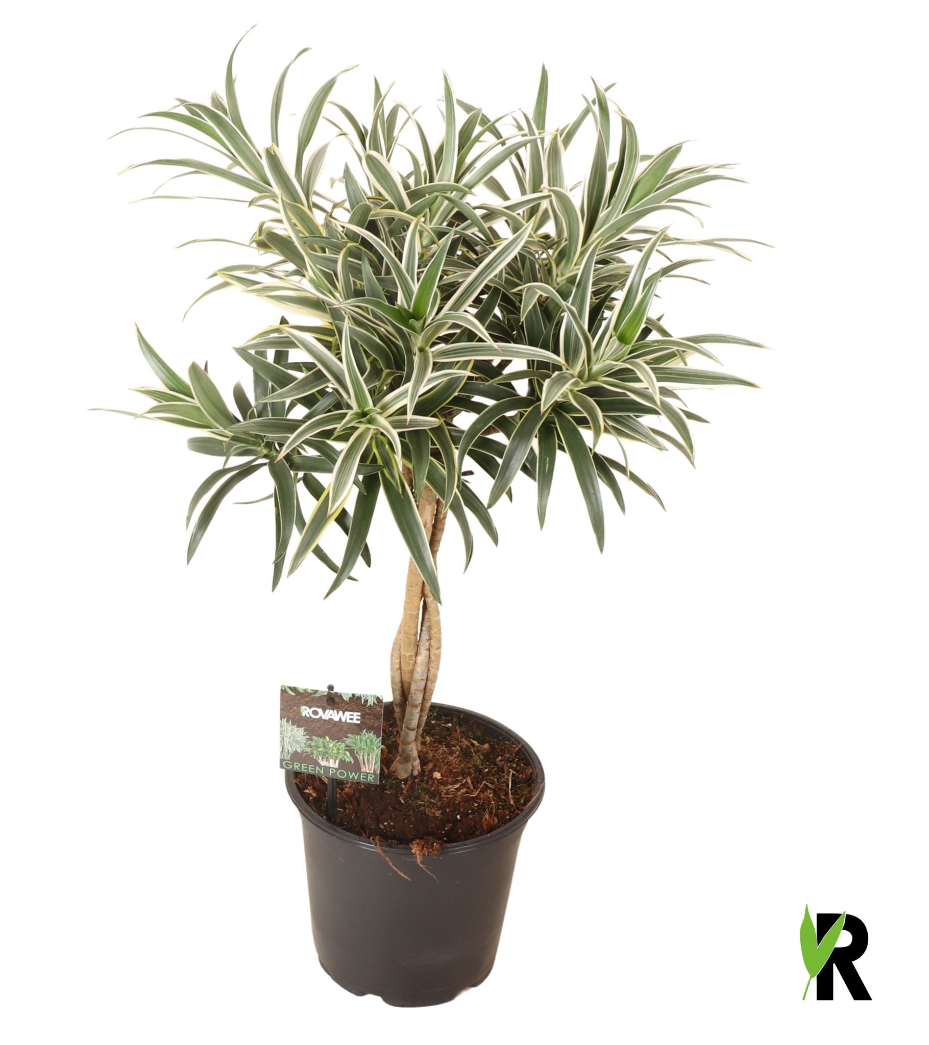 Dracaena reflexa 70cm 19cm Pot