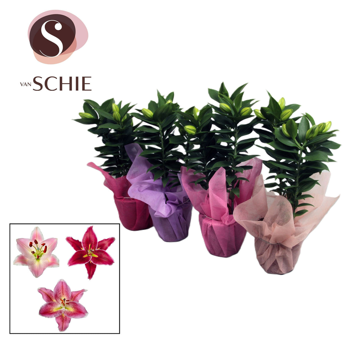 Lilium oriental mix 35cm 13cm Pot