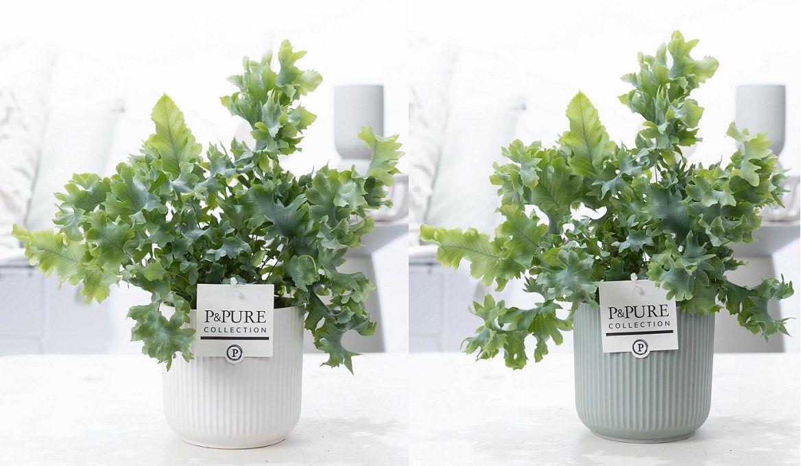 Pure Collection Phlebodium Davana Pack of 5