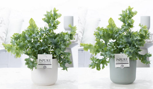 Pure Collection Phlebodium Davana Pack of 5