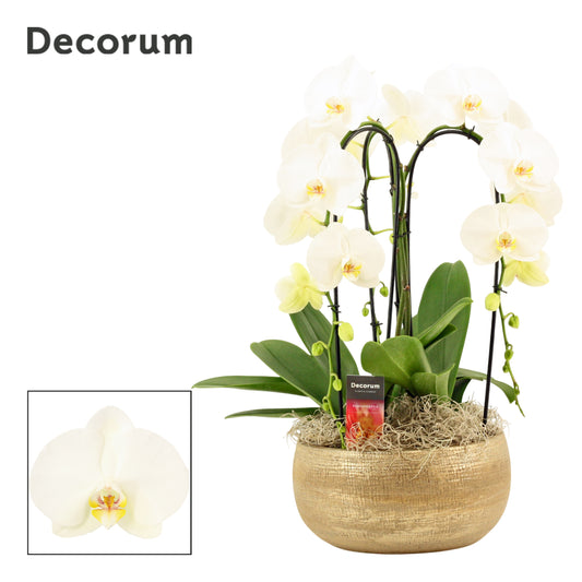 Phalaenopsis white 55cm 27cm Pot