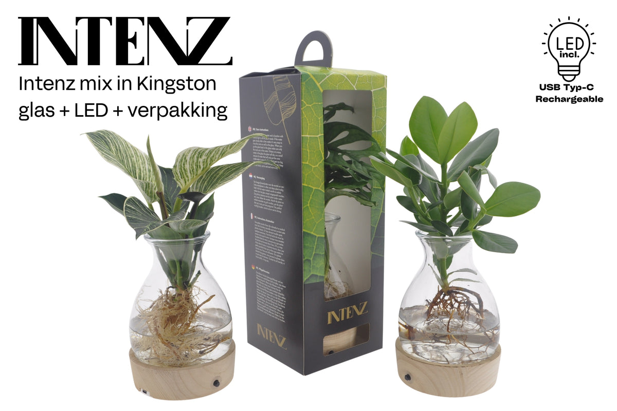 Foliage houseplants mix 45cm 12cm Pot