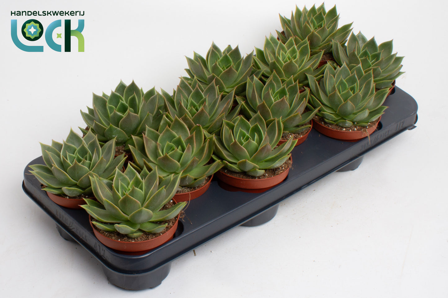 Echeveria agavoides 10cm 10.5cm Pot
