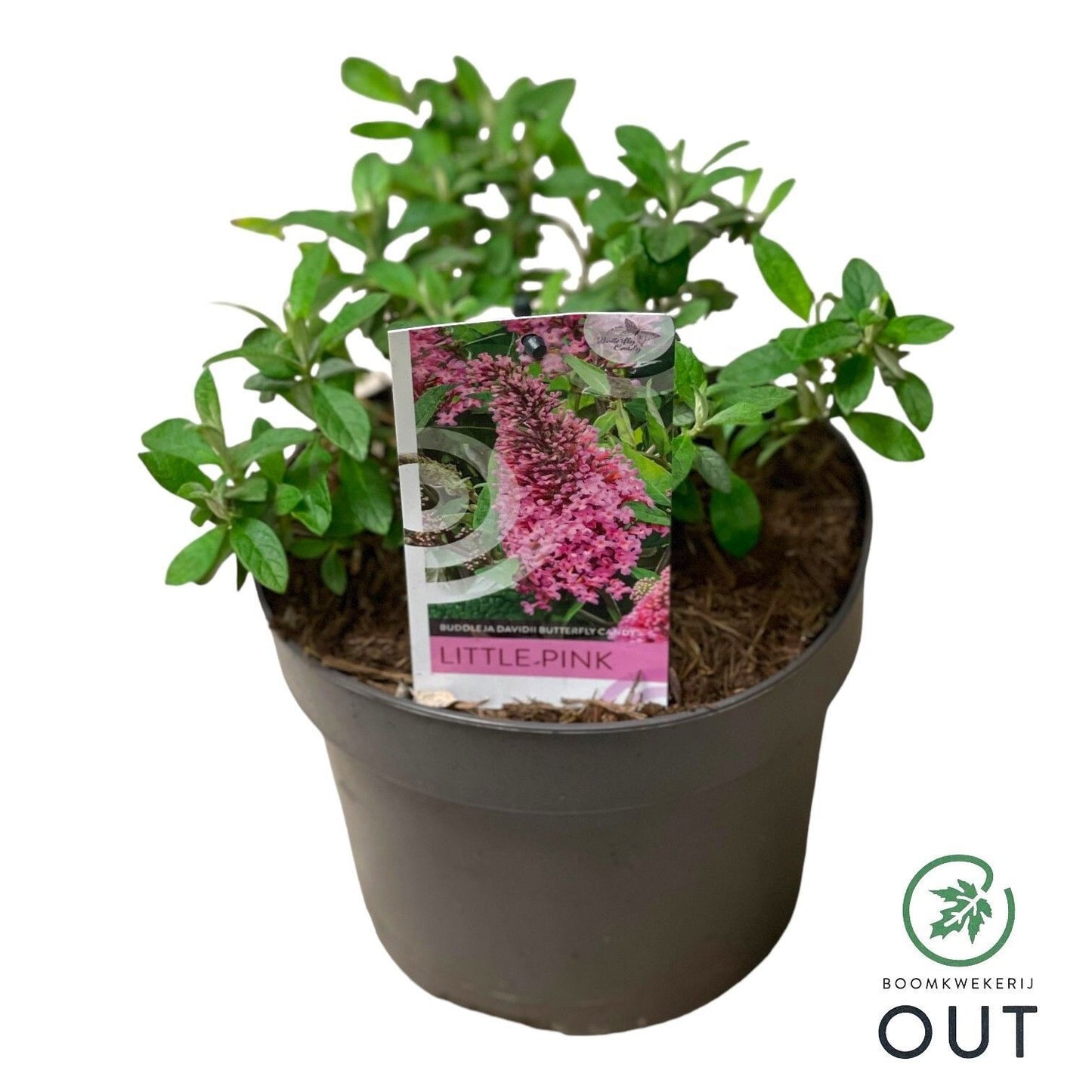 Buddleja Butterfly Candy Little Pink 50cm 19cm Pot