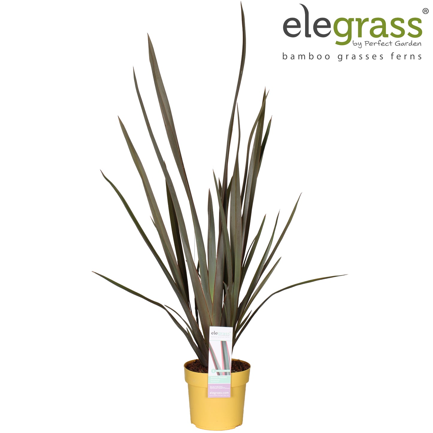 Phormium Sundowner 65cm 19cm Pot