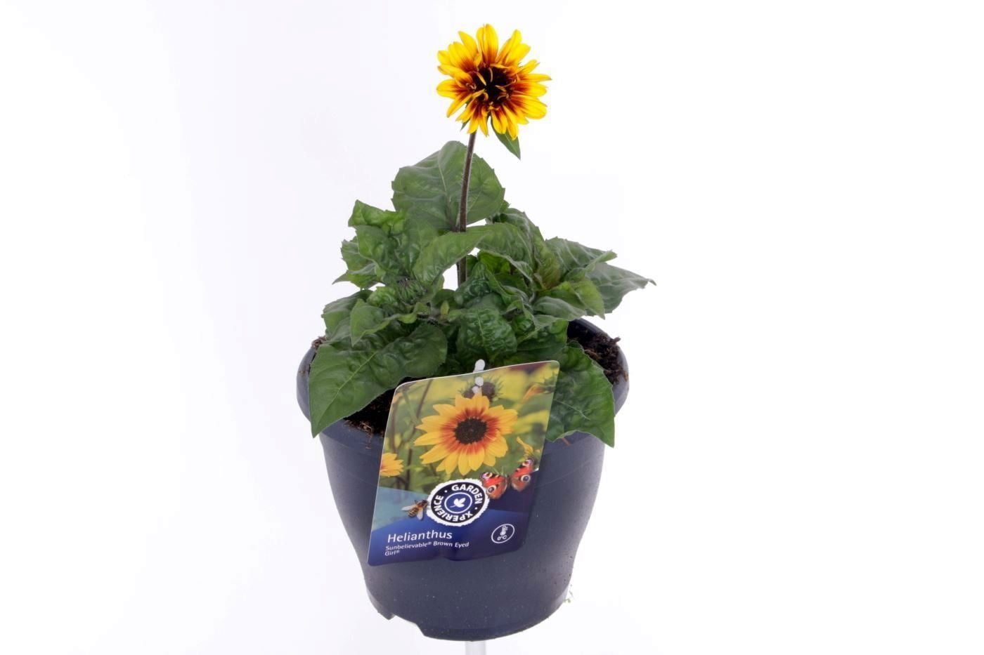 Helianthus ann. Sunbelievable Brown Eyed Girl 45cm 23cm Pot
