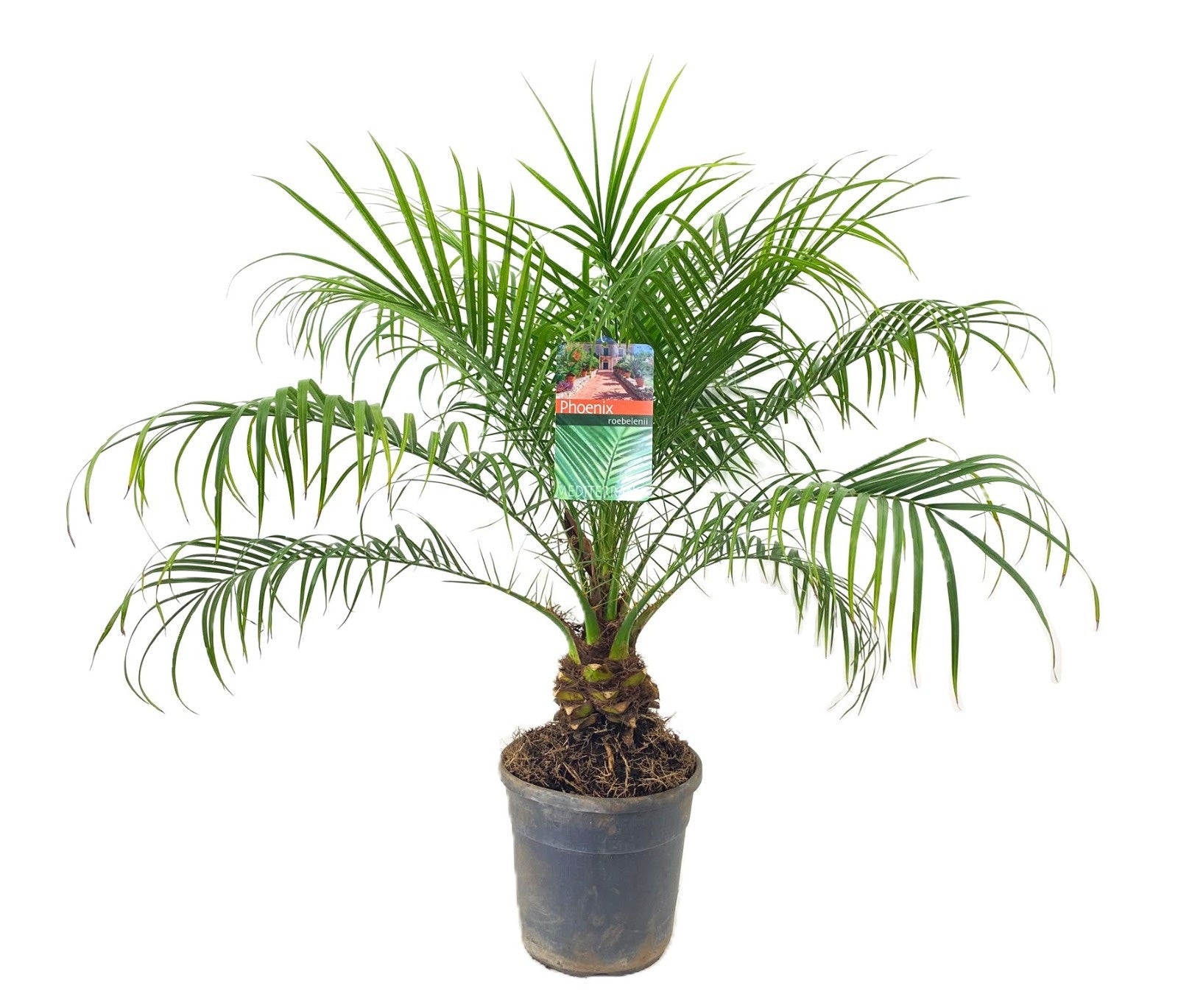 Phoenix roebelenii 100cm 24cm Pot
