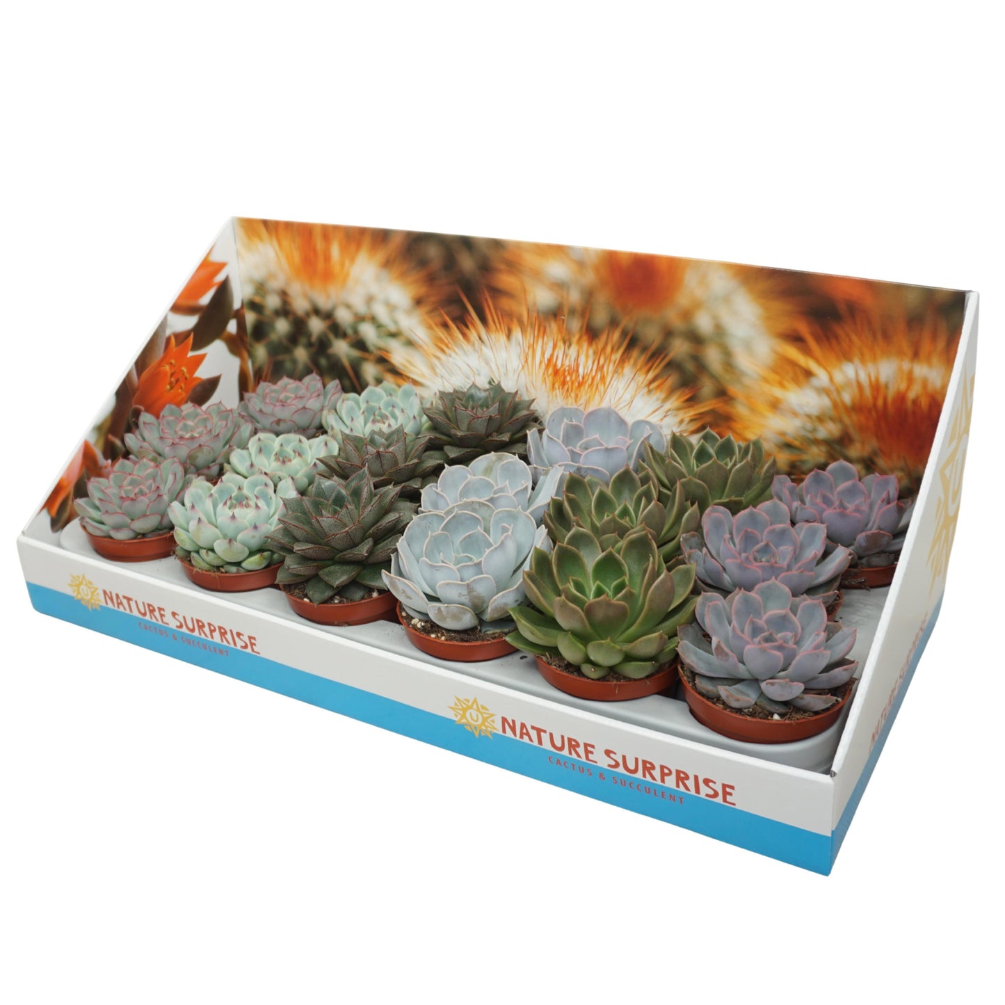 Echeveria mix 12cm 8.5cm Pot