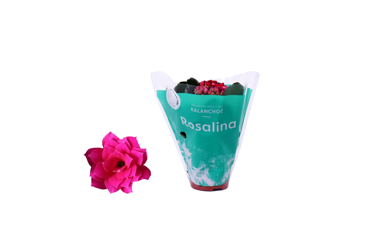 Kalanchoe Rosalina Don Victorio 12cm 6cm Pot