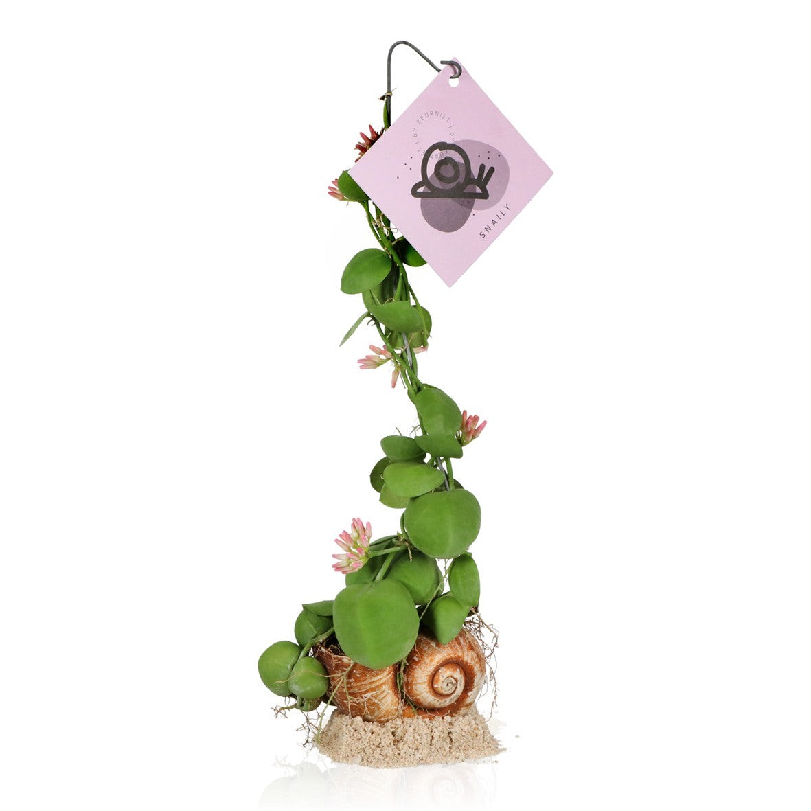 arr. Dischidia Snaily 40cm 8cm Pot