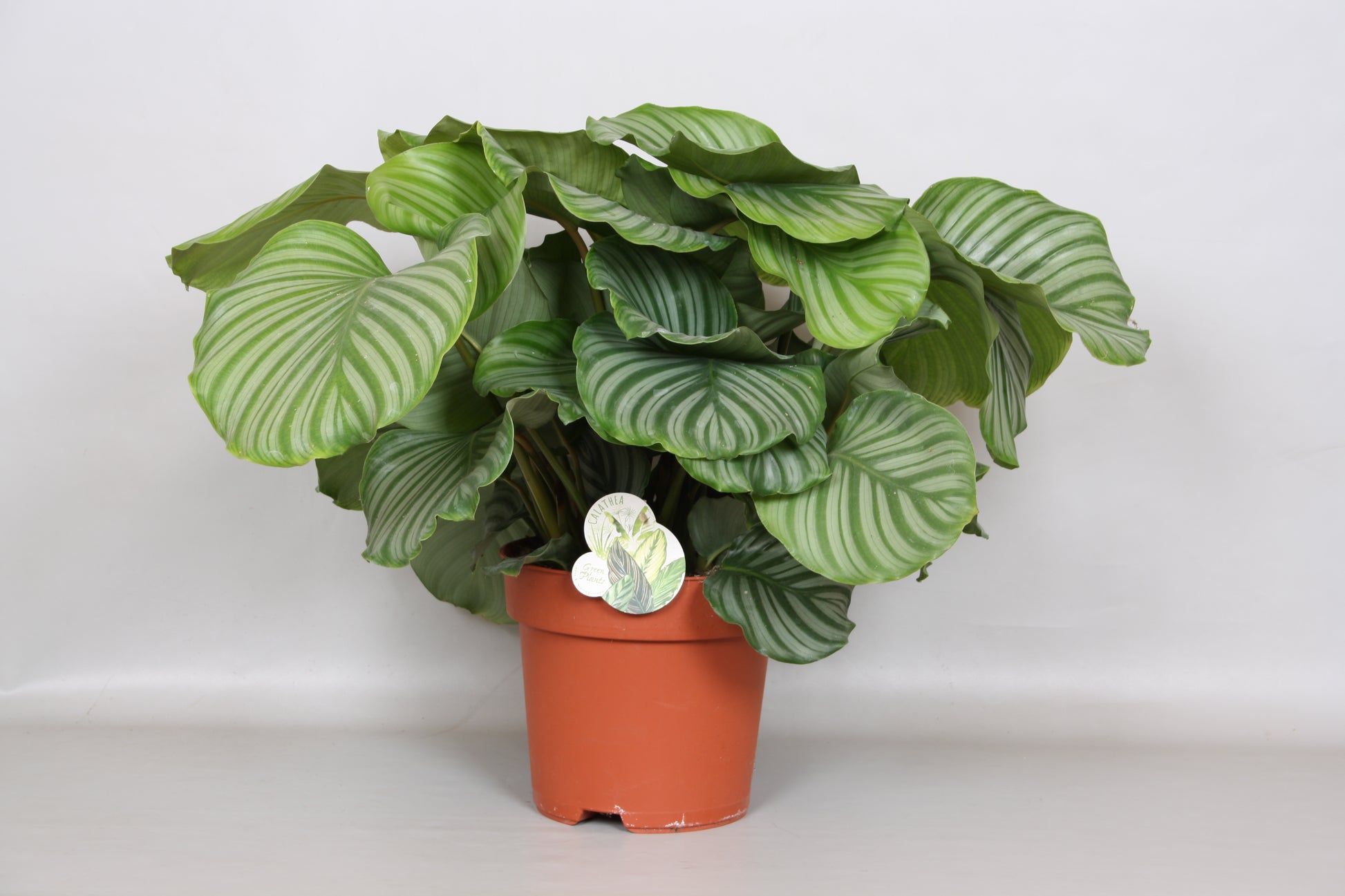 Calathea Orbifolia 75cm 24cm Pot
