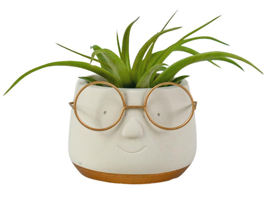 Tillandsia cyanea 15cm 8cm Pot