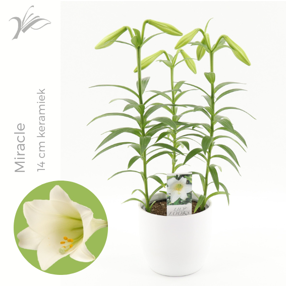 Wetering Potlilium BV Lilium longiflorum Miracle Pack of 6