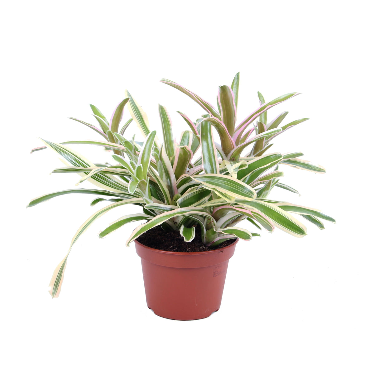 Nidularium Striped Fireball 45cm 15cm Pot