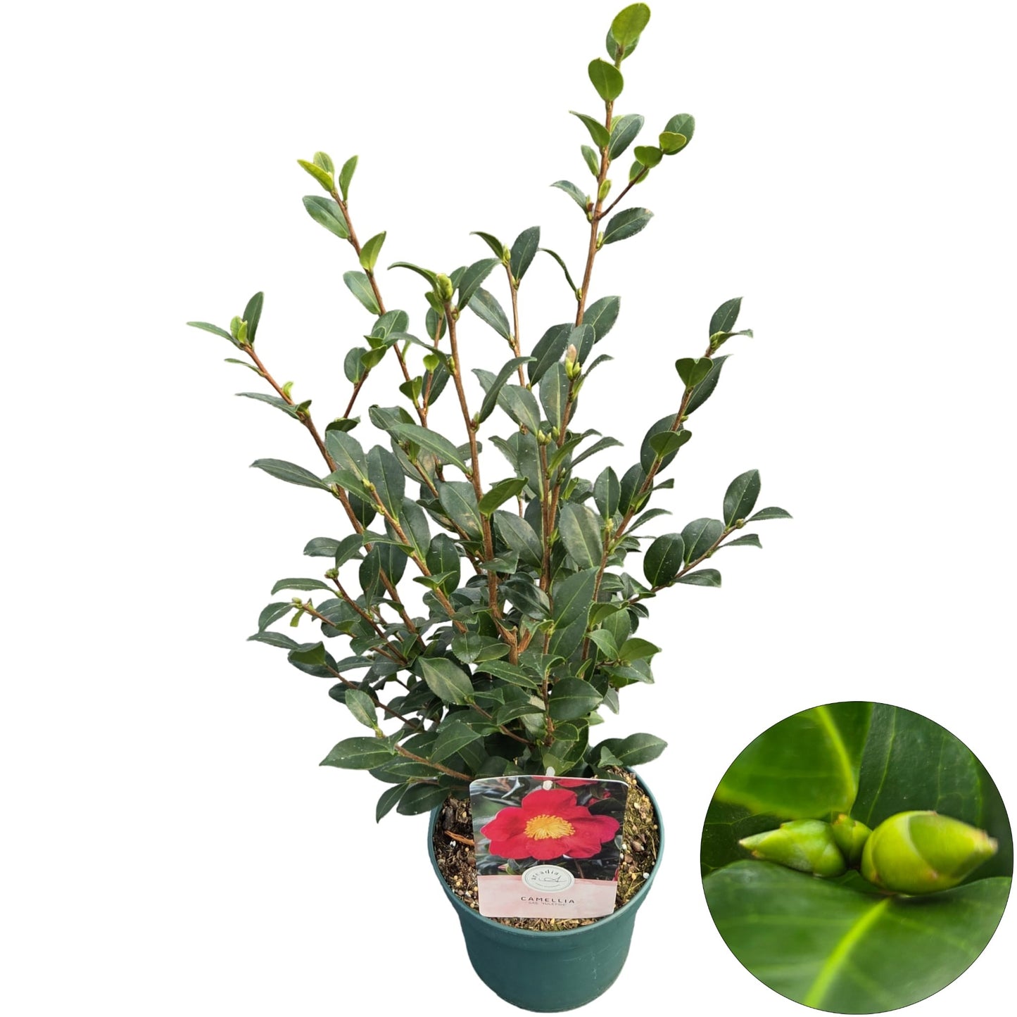 Camellia sasanqua 55cm 19cm Pot