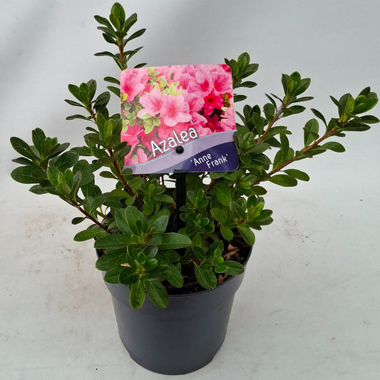 Rhododendron Anne Frank 15cm 13cm Pot