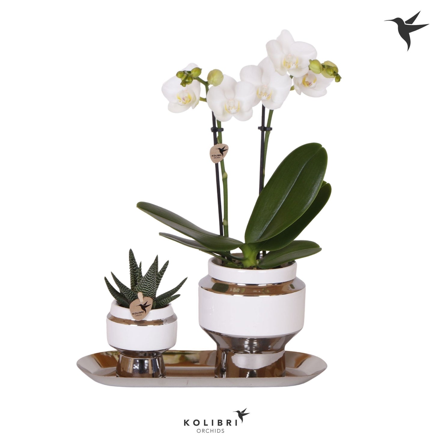 Kolibri Gift Set small Le Chic silver 40cm 18cm Pot