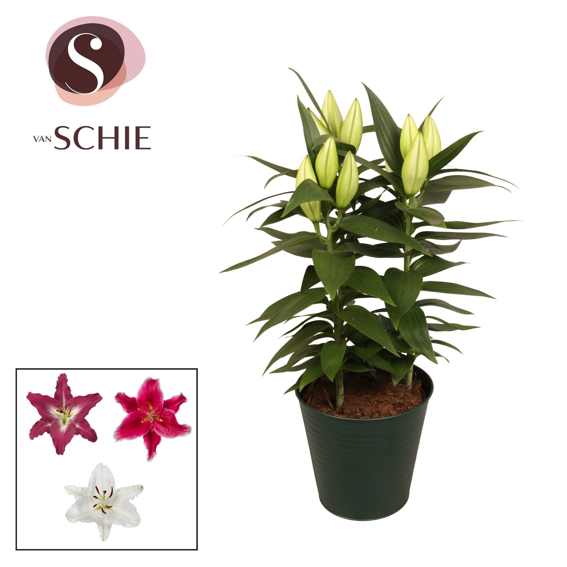 Lilium oriental mix 50cm 18cm Pot