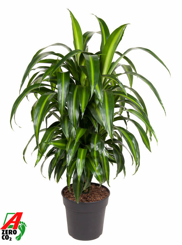Dracaena fragrans Hawaiian Sunshine 110cm 24cm Pot