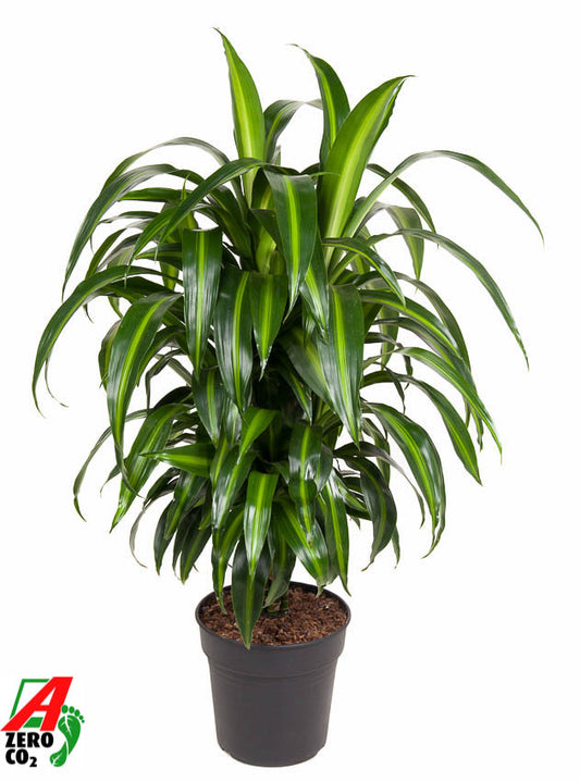 Dracaena fragrans Hawaiian Sunshine 110cm 24cm Pot