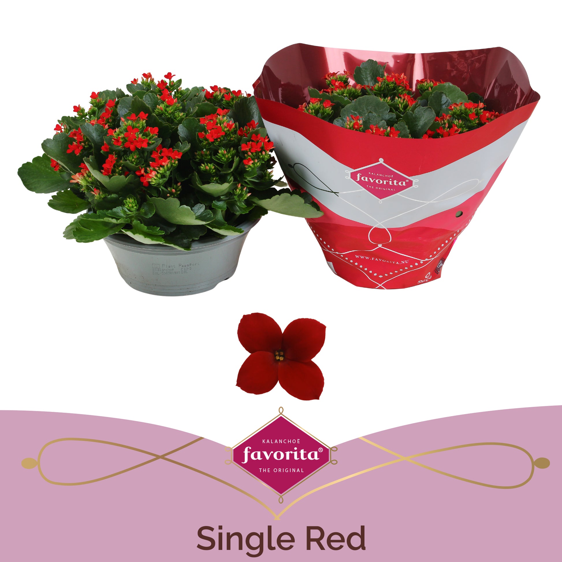 SV.CO Kalanchoe Lipstick Red Pack of 3