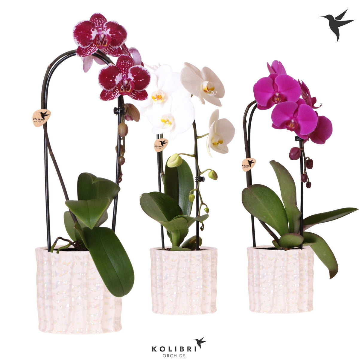 Phalaenopsis Elegant cascade 50cm 12cm Pot