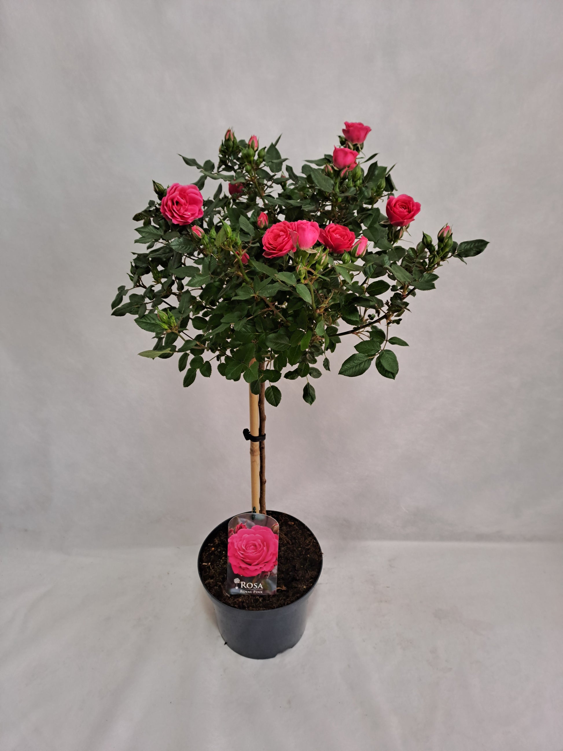 Roses standard 100cm 23cm Pot