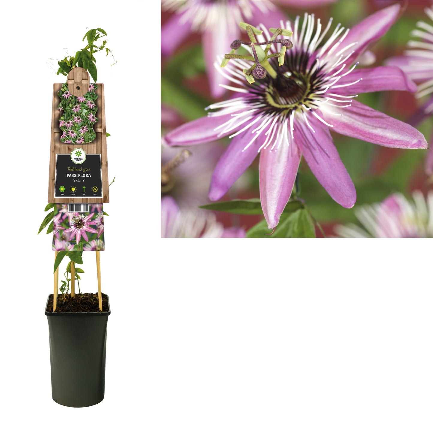 Passiflora violacea Viktoria pyramide 75cm 17cm Pot