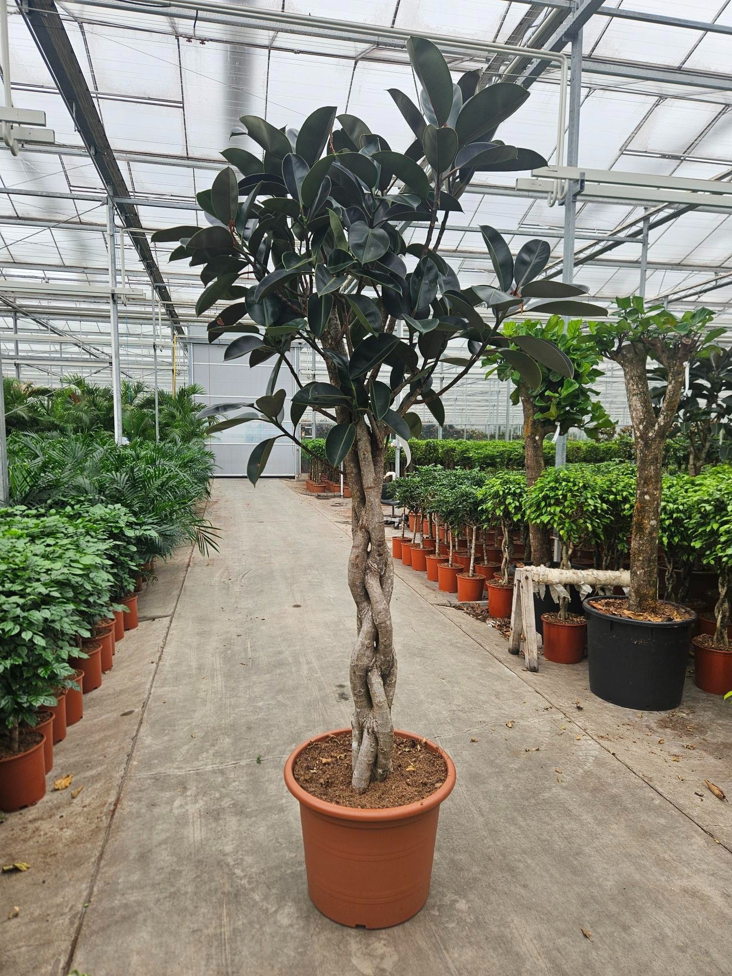 Ficus el. Burgundy 270cm 60cm Pot