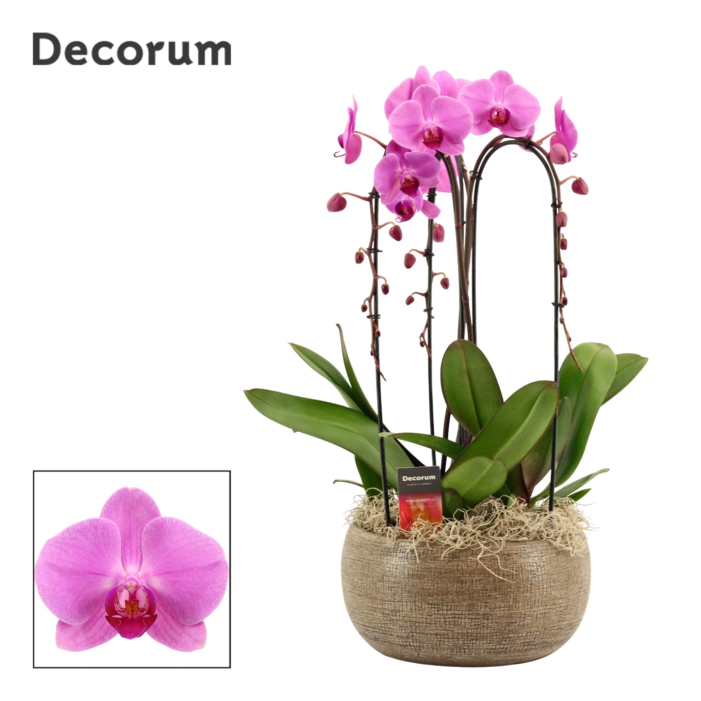 Phalaenopsis pink 55cm 27cm Pot