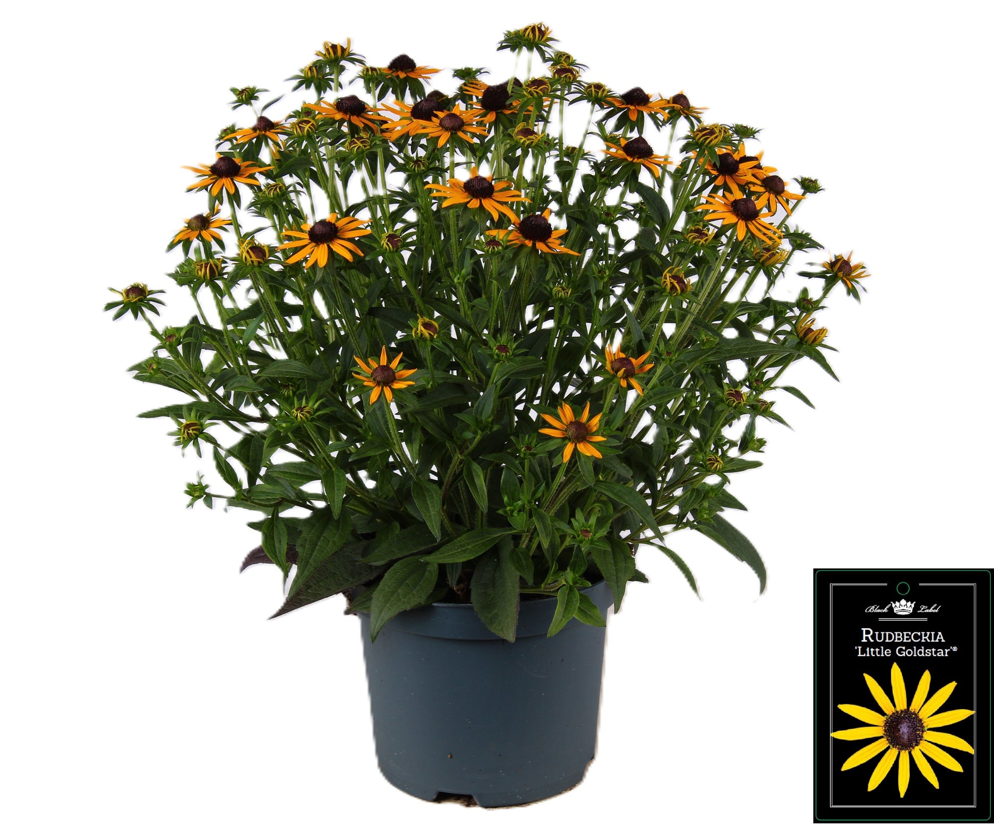 Rudbeckia Little Goldstar 55cm 19cm Pot