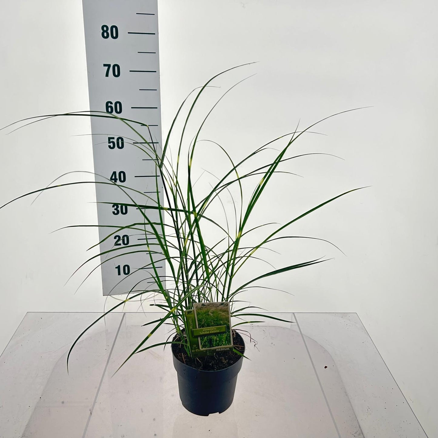 Miscanthus sinensis 50cm 17cm Pot