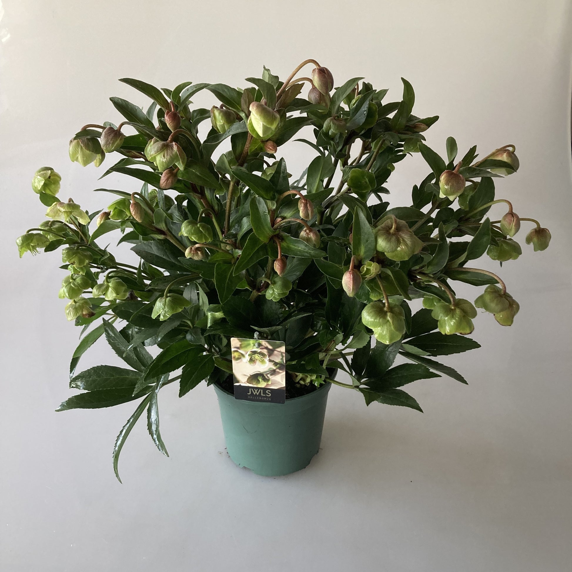 iPlants Wateringen Helleborus Winterbells Pack of 6