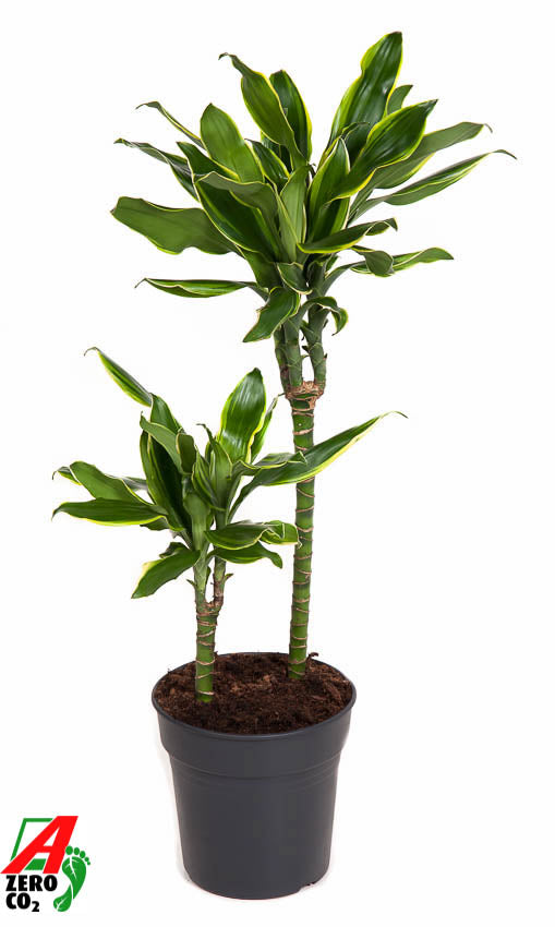 Dracaena fragrans Golden Coast 80cm 19cm Pot